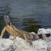 iguana_green_tf_gc_h_0188_cay1105.jpg